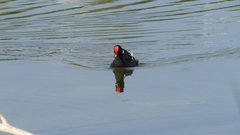 Gallinula chloropus