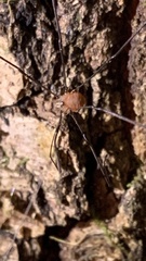 Leiobunum blackwalli