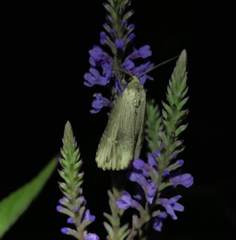 Crambodes talidiformis