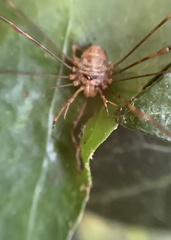 Dicranopalpus ramosus