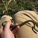 photo of Smooth Greensnake (Opheodrys vernalis)