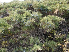 Juniperus sabina
