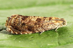 Grapholita lobarzewskii