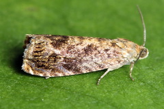 Grapholita lobarzewskii