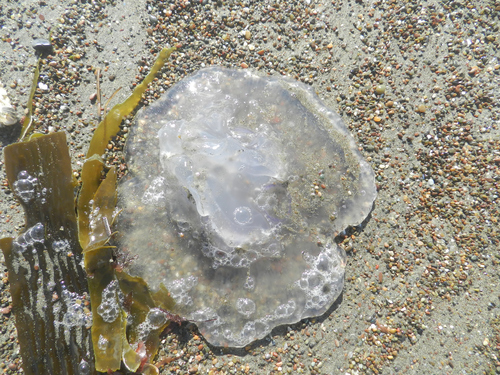 photo of Greater Moon Jelly (Aurelia labiata)