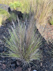 Festuca petraea