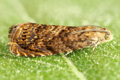 Grapholita lobarzewskii