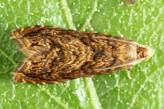 Grapholita lobarzewskii