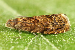 Grapholita lobarzewskii