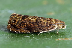 Grapholita lobarzewskii