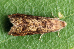 Grapholita lobarzewskii
