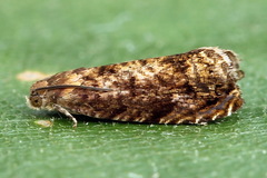 Grapholita lobarzewskii