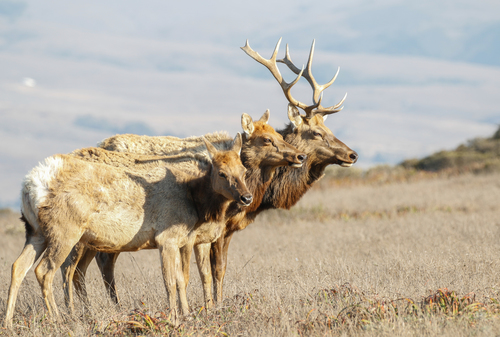 Wapiti
