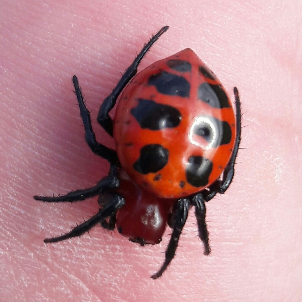 Alpaida quadrilorata