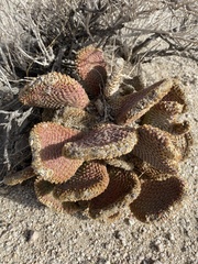 Opuntia basilaris