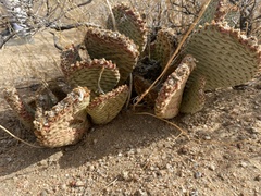 Opuntia basilaris