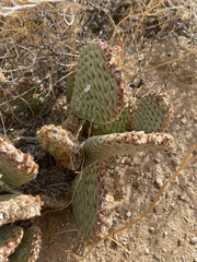 Opuntia basilaris