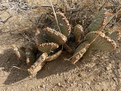 Opuntia basilaris