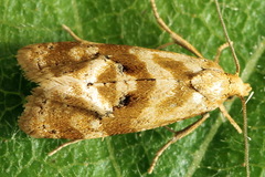 Gynnidomorpha permixtana