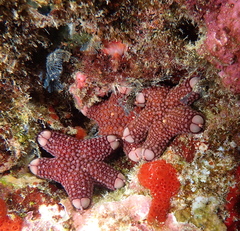 Asterodiscides tuberculosus