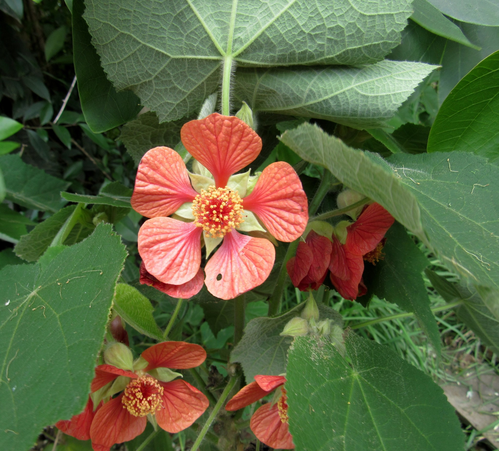 Darwin's Mallow (Callianthe darwinii)
