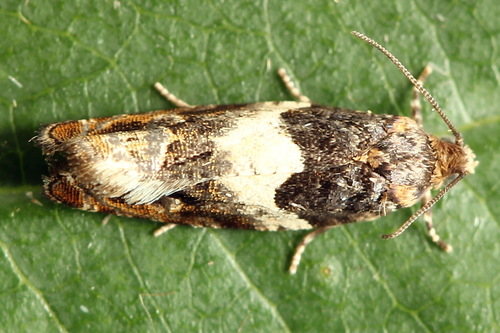 Common Cloaked Shoot, photo 5 of 8