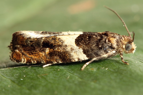 Common Cloaked Shoot, photo 4 of 8