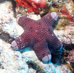 Asterodiscides tuberculosus