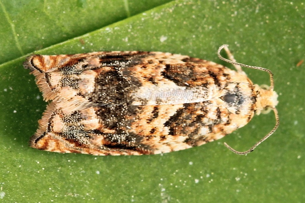 Brindled Shoot