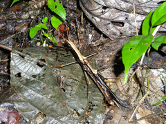 Pseudophasma cambridgei