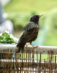 Sturnus vulgaris