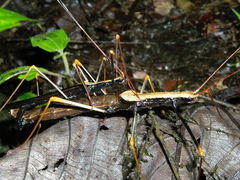 Pseudophasma cambridgei