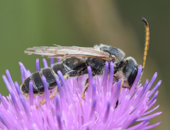 Halictus quadricinctus