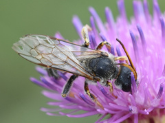 Halictus quadricinctus