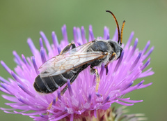 Halictus quadricinctus