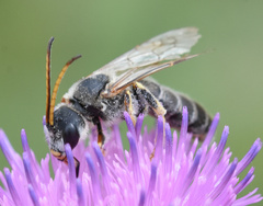 Halictus quadricinctus