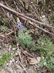 Lupinus altimontanus