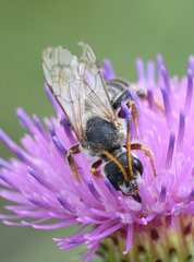 Halictus quadricinctus