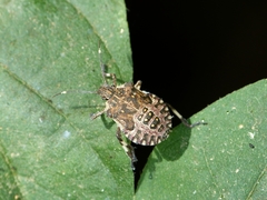 Halyomorpha halys
