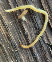 Geophilidae