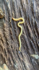 Geophilidae