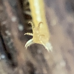 Geophilidae