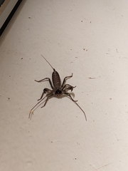 Mastigoproctus tohono