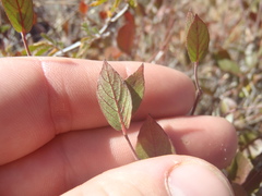 Mandevilla brachysiphon