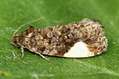 Hedya dimidiana