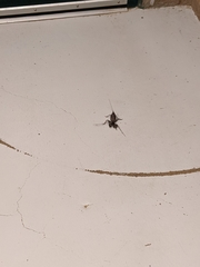 Mastigoproctus tohono