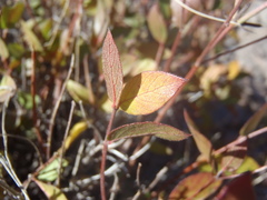 Mandevilla brachysiphon