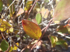 Mandevilla brachysiphon