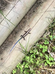 Plestiodon japonicus