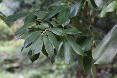 Ormosia pachycarpa